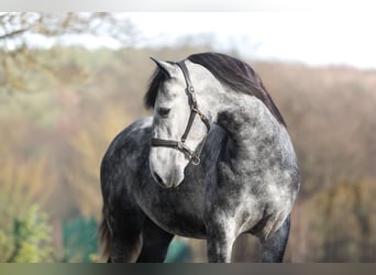 PRE Mestizo, Caballo castrado, 3 años, 160 cm, Tordo rodado