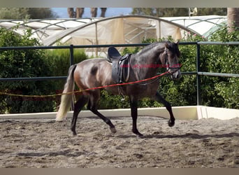 PRE, Caballo castrado, 3 años, 160 cm, Tordo