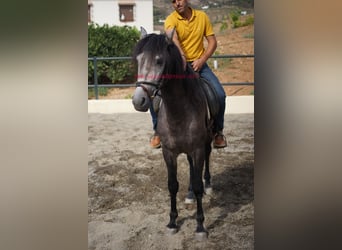 PRE, Caballo castrado, 3 años, 160 cm, Tordo