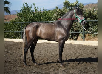 PRE, Caballo castrado, 3 años, 160 cm, Tordo