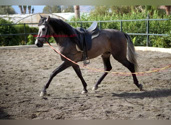 PRE, Caballo castrado, 3 años, 160 cm, Tordo