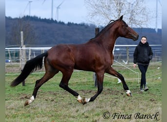PRE Mestizo, Caballo castrado, 3 años, 161 cm, Castaño