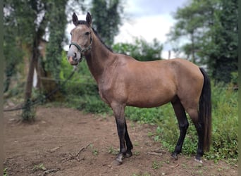 PRE Mestizo, Caballo castrado, 3 años, 161 cm, Tordo ruano