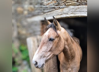 PRE Mestizo, Caballo castrado, 3 años, 161 cm, Tordo ruano