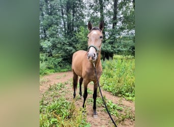 PRE Mestizo, Caballo castrado, 3 años, 161 cm, Tordo ruano