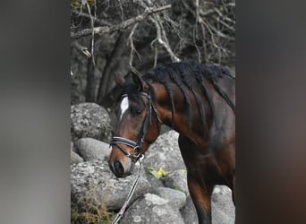 PRE, Caballo castrado, 3 años, 162 cm, Castaño