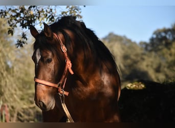 PRE, Caballo castrado, 3 años, 162 cm, Castaño