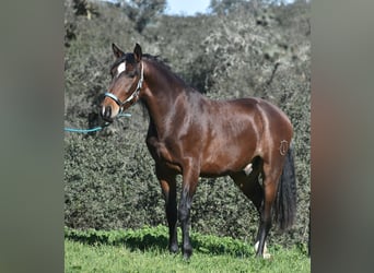 PRE, Caballo castrado, 3 años, 162 cm, Castaño