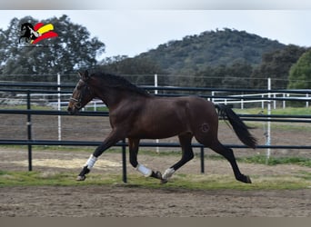 PRE Mestizo, Caballo castrado, 3 años, 162 cm, Castaño