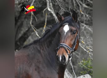 PRE Mestizo, Caballo castrado, 3 años, 162 cm, Castaño