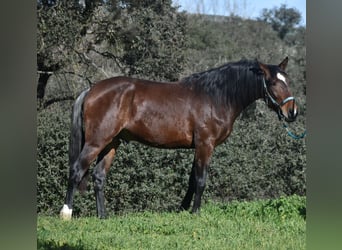 PRE, Caballo castrado, 3 años, 162 cm, Castaño