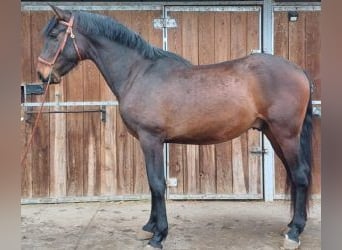 PRE Mestizo, Caballo castrado, 3 años, 162 cm, Castaño rojizo