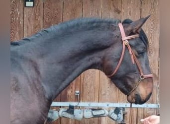 PRE Mestizo, Caballo castrado, 3 años, 162 cm, Castaño rojizo