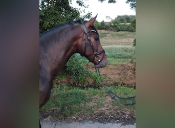 PRE Mestizo, Caballo castrado, 3 años, 162 cm, Castaño