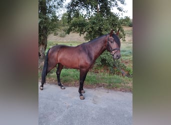 PRE Mestizo, Caballo castrado, 3 años, 162 cm, Castaño