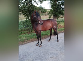 PRE Mestizo, Caballo castrado, 3 años, 162 cm, Castaño