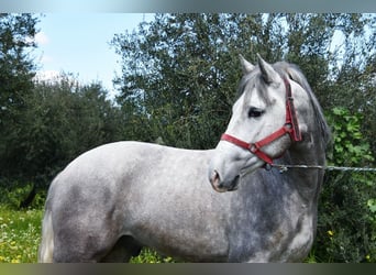 PRE, Caballo castrado, 3 años, 162 cm, Tordo