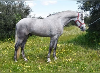 PRE, Caballo castrado, 3 años, 162 cm, Tordo