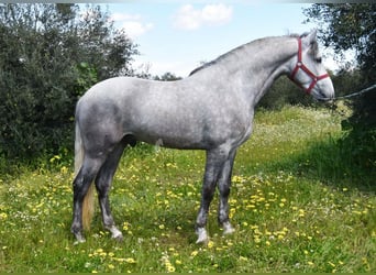 PRE, Caballo castrado, 3 años, 162 cm, Tordo