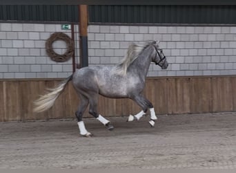 PRE Mestizo, Caballo castrado, 3 años, 162 cm, Tordo rodado