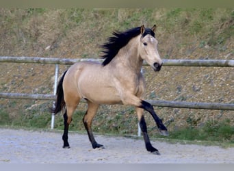 PRE Mestizo, Caballo castrado, 3 años, 163 cm, Bayo