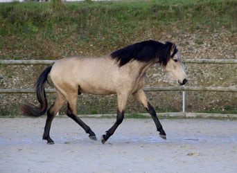 PRE Mestizo, Caballo castrado, 3 años, 163 cm, Bayo