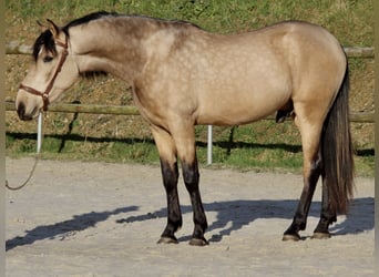 PRE Mestizo, Caballo castrado, 3 años, 163 cm, Bayo