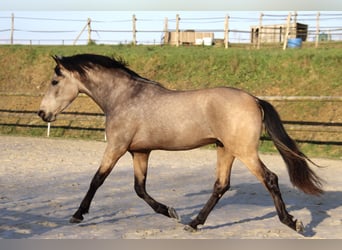 PRE Mestizo, Caballo castrado, 3 años, 163 cm, Bayo