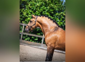 PRE, Caballo castrado, 3 años, 163 cm, Buckskin/Bayo