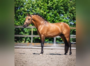 PRE, Caballo castrado, 3 años, 163 cm, Buckskin/Bayo