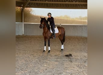 PRE Mestizo, Caballo castrado, 3 años, 163 cm, Castaño