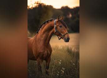 PRE, Caballo castrado, 3 años, 163 cm, Castaño