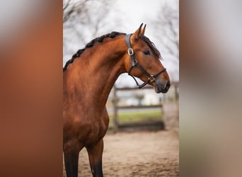 PRE, Caballo castrado, 3 años, 163 cm, Castaño
