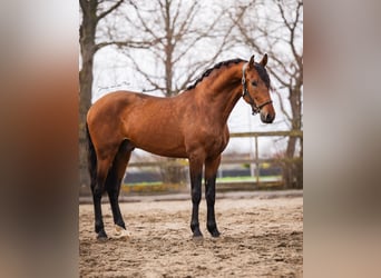 PRE, Caballo castrado, 3 años, 163 cm, Castaño