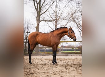 PRE, Caballo castrado, 3 años, 163 cm, Castaño