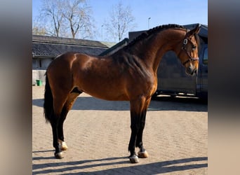PRE, Caballo castrado, 3 años, 163 cm, Castaño
