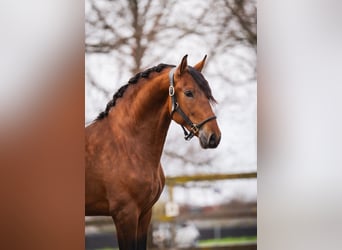 PRE, Caballo castrado, 3 años, 163 cm, Castaño
