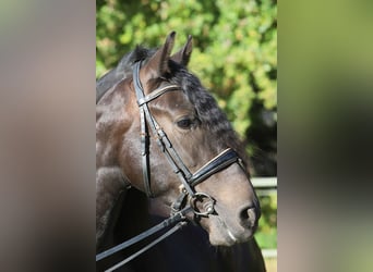 PRE Mestizo, Caballo castrado, 3 años, 163 cm, Negro PRE Mestizo, Caballo castrado, 3 años, 163 cm, Negro
