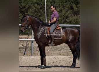 PRE Mestizo, Caballo castrado, 3 años, 164 cm, Castaño oscuro