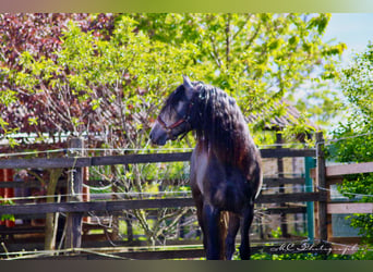 PRE Mestizo, Caballo castrado, 3 años, 164 cm, Tordillo negro