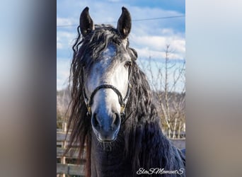 PRE Mestizo, Caballo castrado, 3 años, 164 cm, Tordillo negro