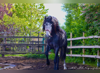 PRE Mestizo, Caballo castrado, 3 años, 164 cm, Tordillo negro