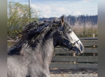 PRE Mestizo, Caballo castrado, 3 años, 164 cm, Tordillo negro