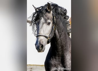 PRE Mestizo, Caballo castrado, 3 años, 164 cm, Tordillo negro