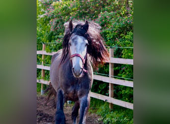 PRE Mestizo, Caballo castrado, 3 años, 164 cm, Tordillo negro