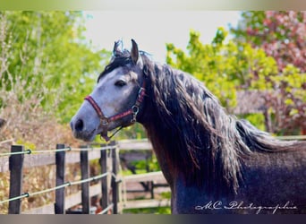 PRE Mestizo, Caballo castrado, 3 años, 164 cm, Tordillo negro