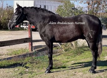 PRE Mestizo, Caballo castrado, 3 años, 164 cm, Tordo