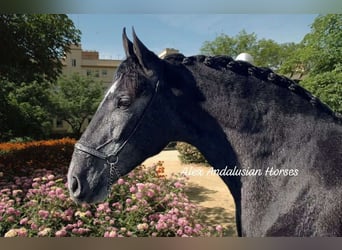 PRE Mestizo, Caballo castrado, 3 años, 164 cm, Tordo