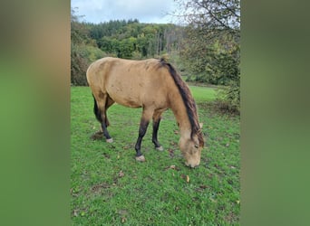PRE Mestizo, Caballo castrado, 3 años, 165 cm, Bayo