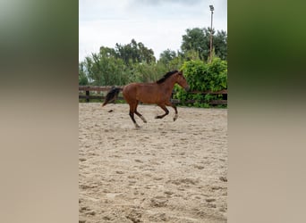 PRE, Caballo castrado, 3 años, 165 cm, Castaño